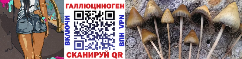 Купить  Наро-Фоминск  Галлюциногенные грибы Psilocybine cubensis 